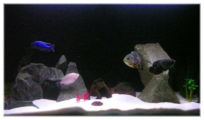 fish.jpg