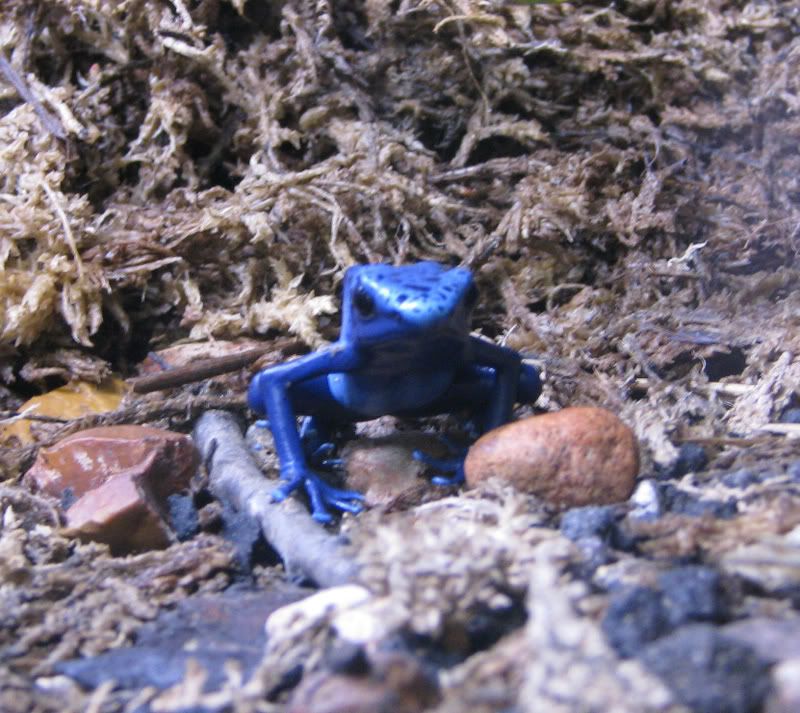 BluePoisonDartFrog.jpg