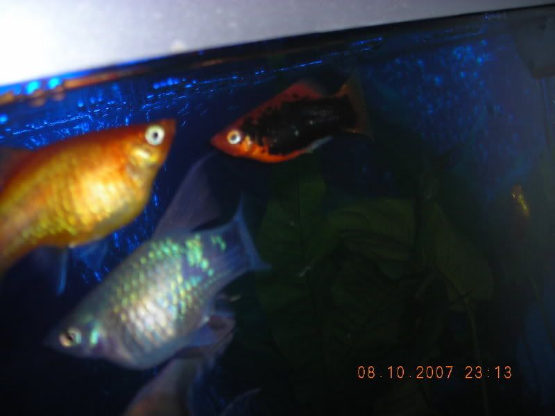 DSCN0229.jpg