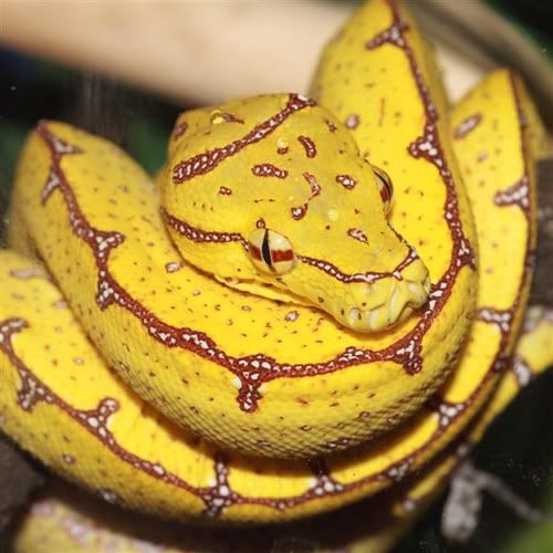 green-tree-python-chondro-Morelia-v.jpg