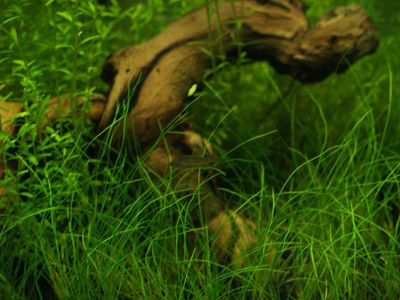 Fishcube32.jpg