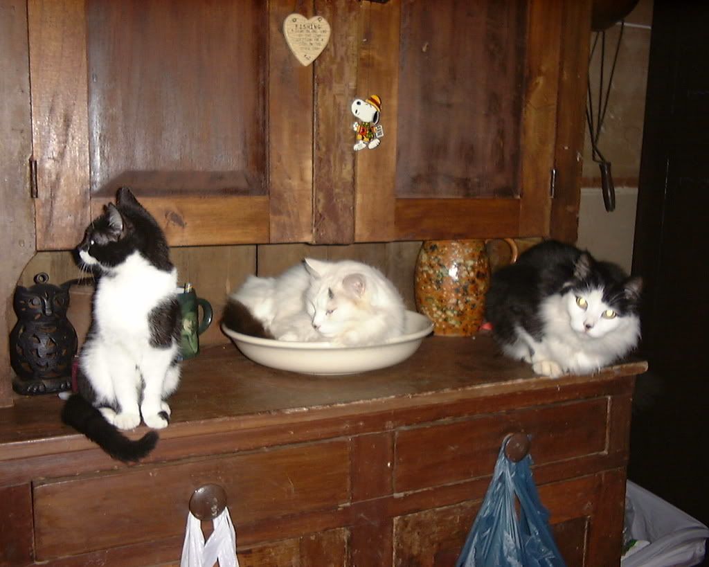 DSC00003.jpg