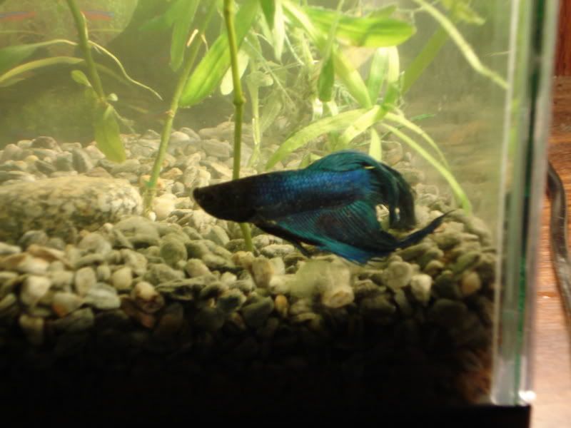 Fencingandbettas056.jpg