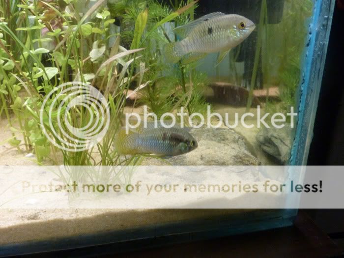 curviceps3_010211.jpg