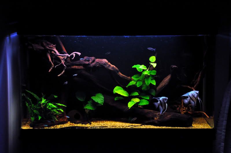 tankfeb2012.jpg