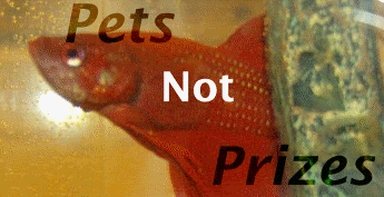 petsnotprizes.gif
