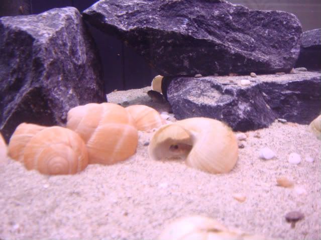 shelliebiotope012.jpg