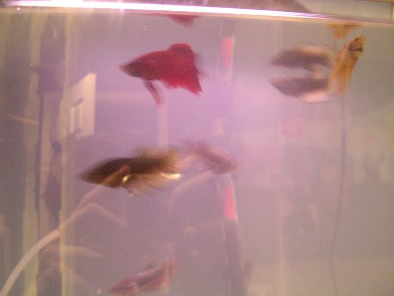 betta2.jpg