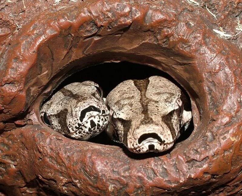BabyBoas.jpg