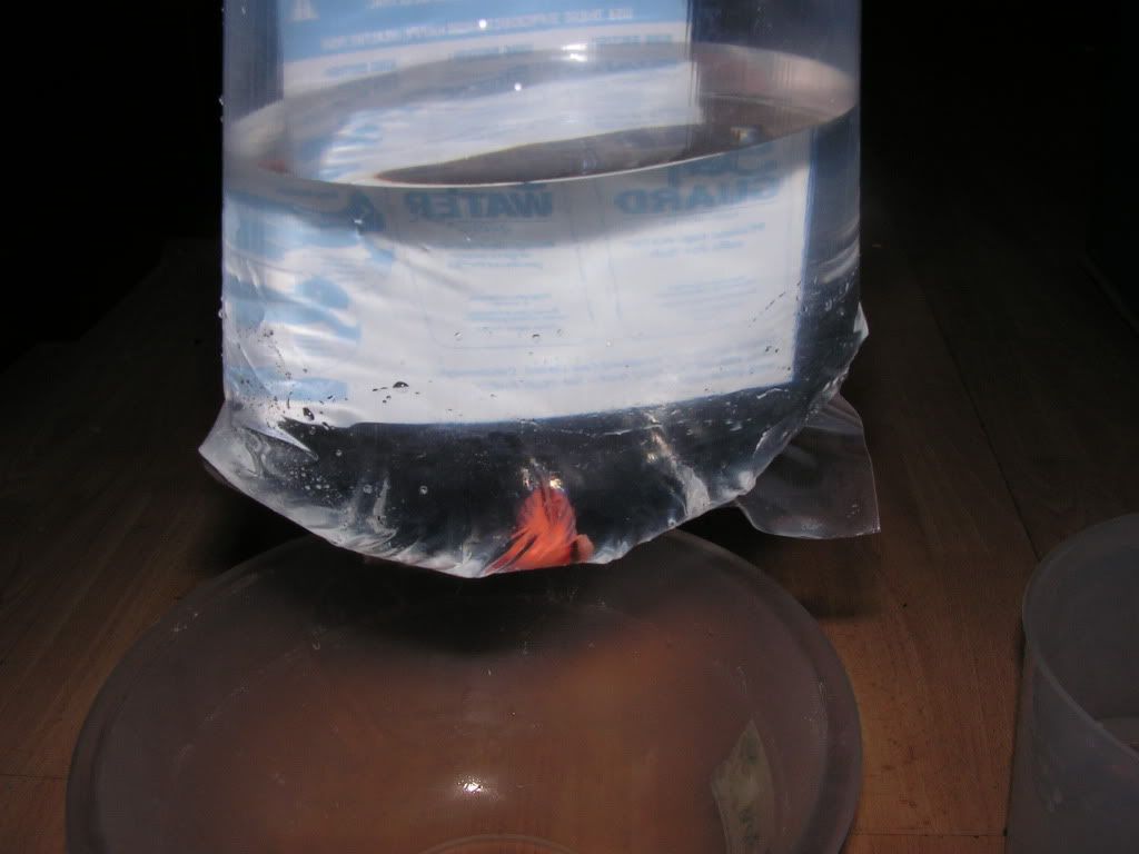 PICT0564.jpg