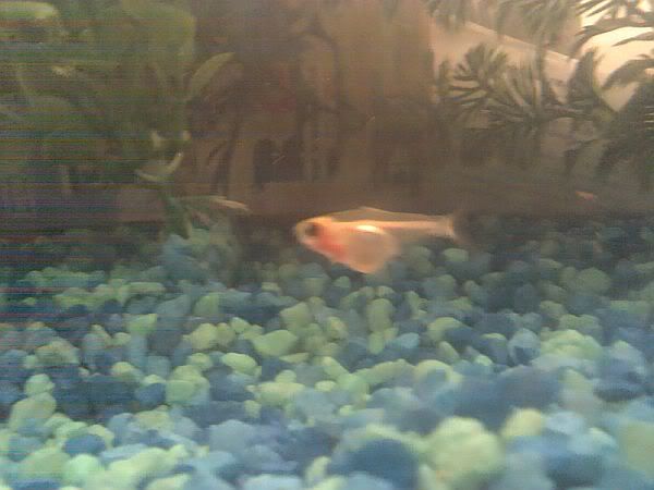 bubblebellyxraytetra.jpg