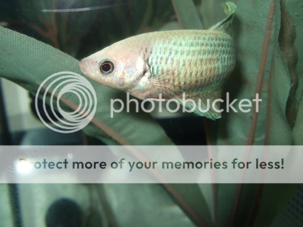 DSCF6256.jpg
