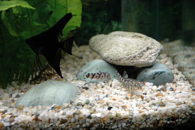 angle_loaches.jpg