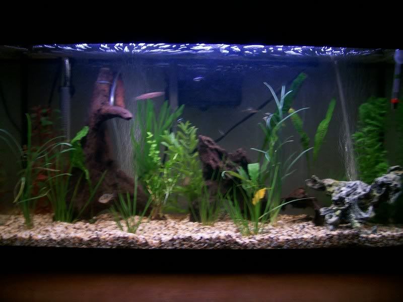 fishpicone.jpg