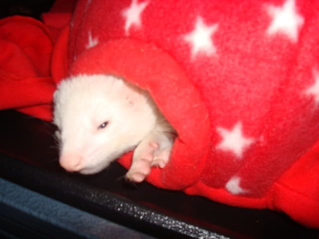 ferrets1012.jpg