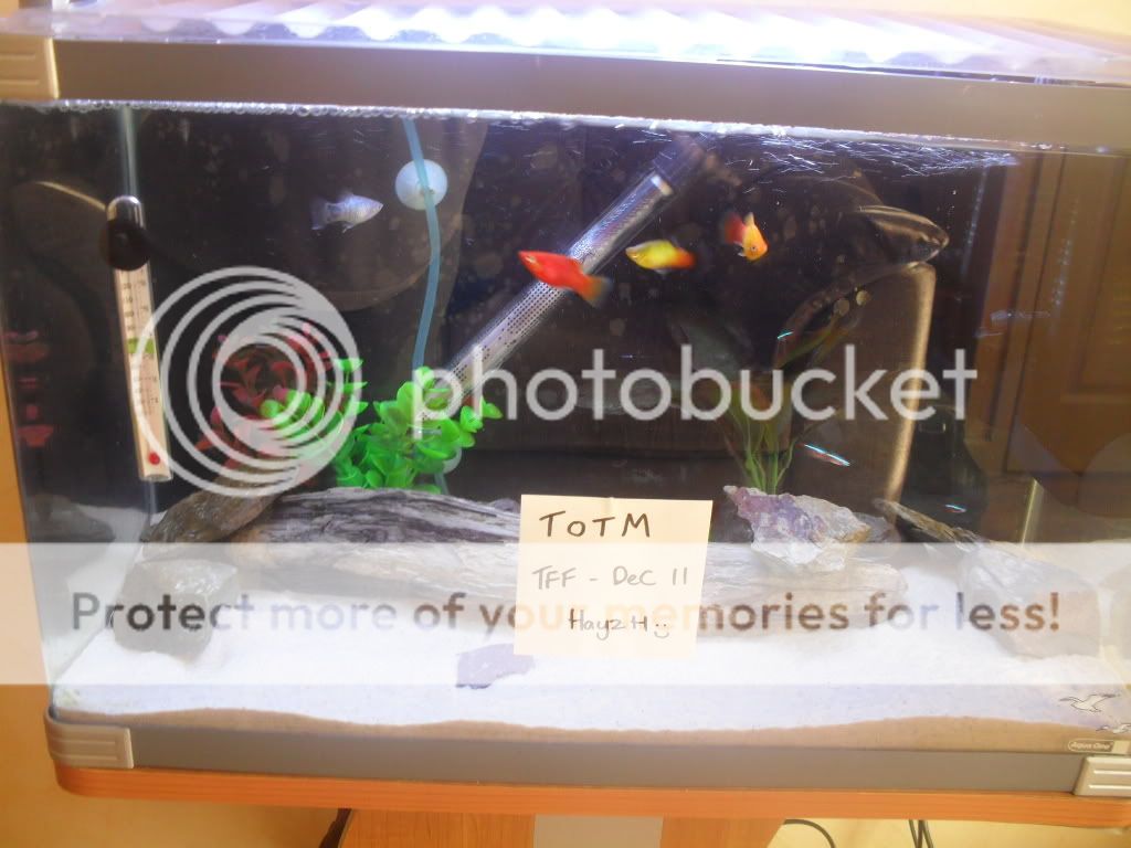 morefish014.jpg