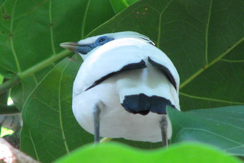 Bird1.jpg