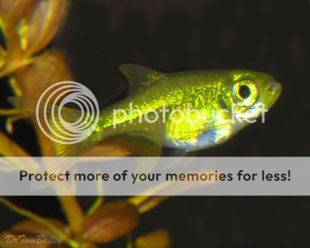 neon_green_rasbora_091107b3_w0640.jpg