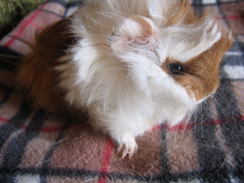 longhaired003.jpg