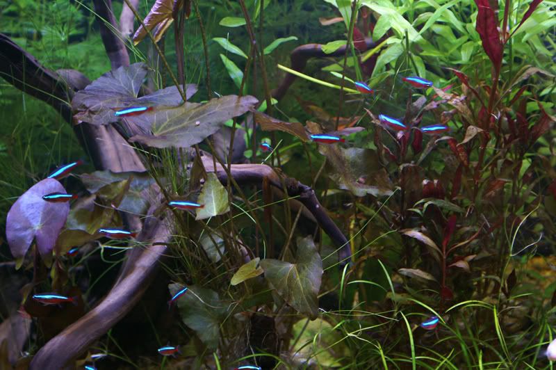 PlantedTankNeonsLily25.jpg