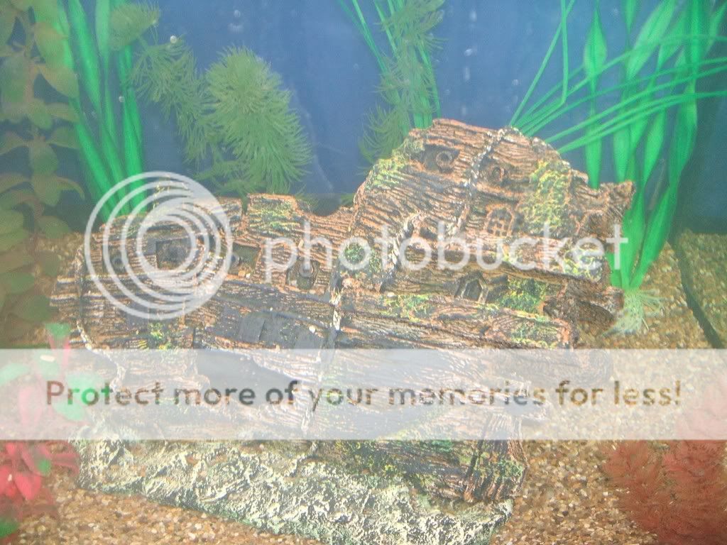 newtank5.jpg