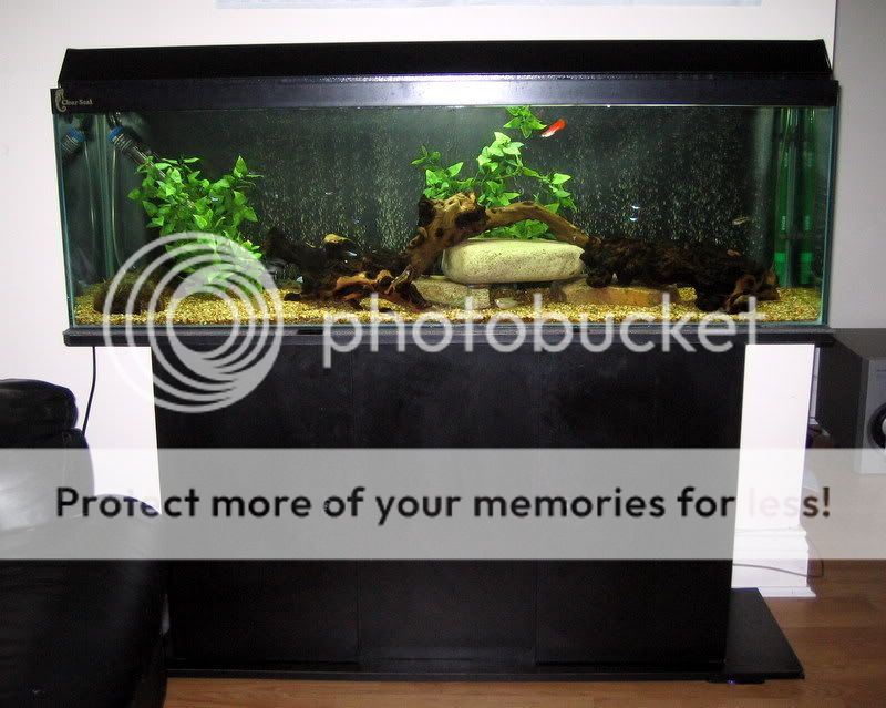 fishtankapril08010.jpg