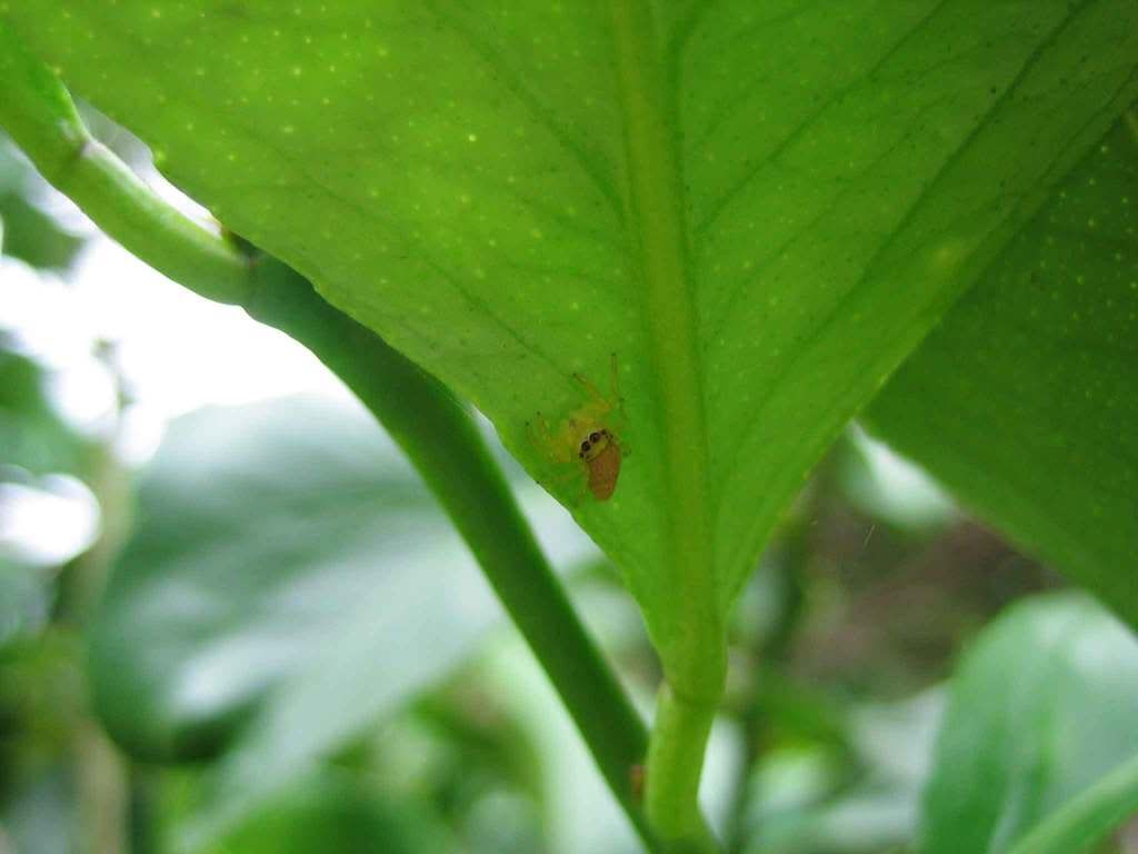 spiders-049web.jpg