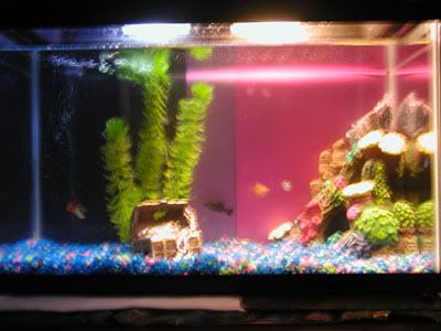 fishtank2.jpg