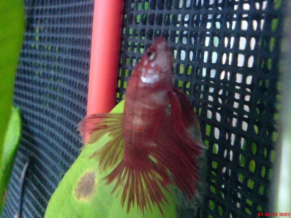 DSC01574.jpg