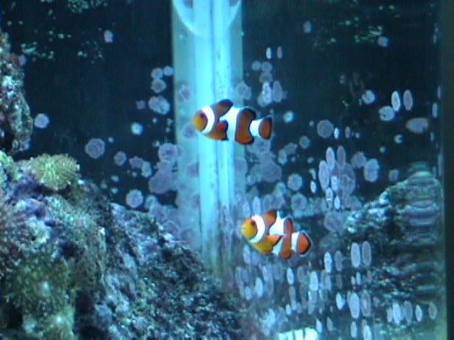 DSC00029-1.jpg