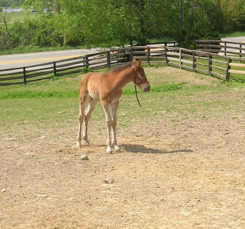 horses12039.jpg