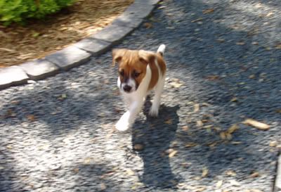 banditrunningoutside.jpg