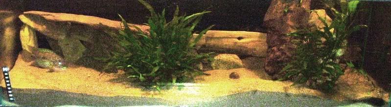 jackdempsey019.jpg
