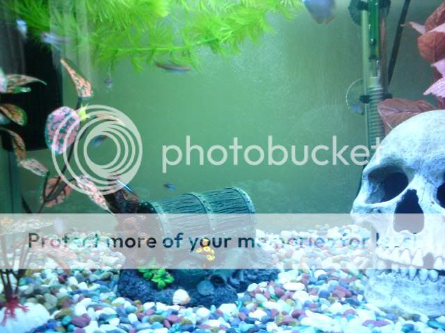fishes008.jpg