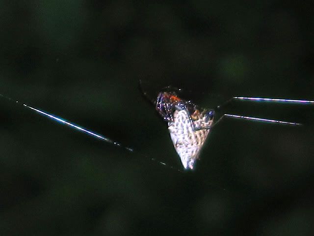 HermitCrabSpider.jpg