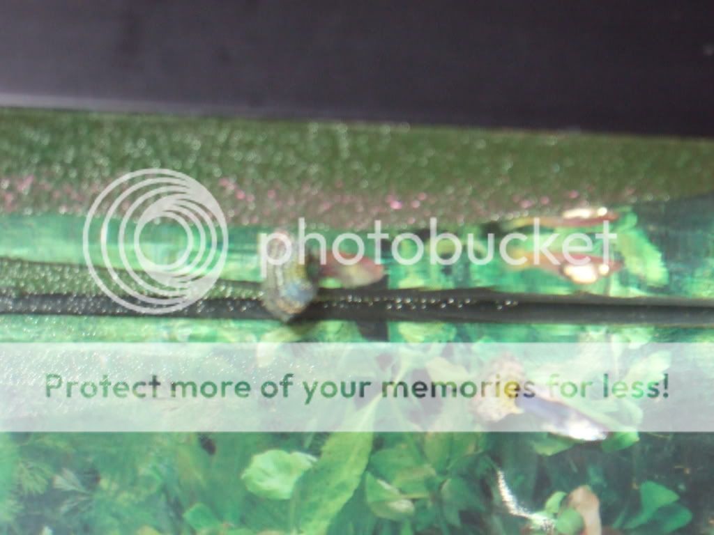 fishtankphotos085.jpg