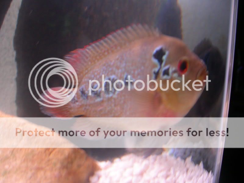 DSCN0497.jpg