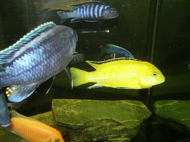 fish8.jpg