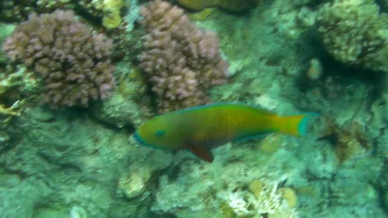 reef8.jpg