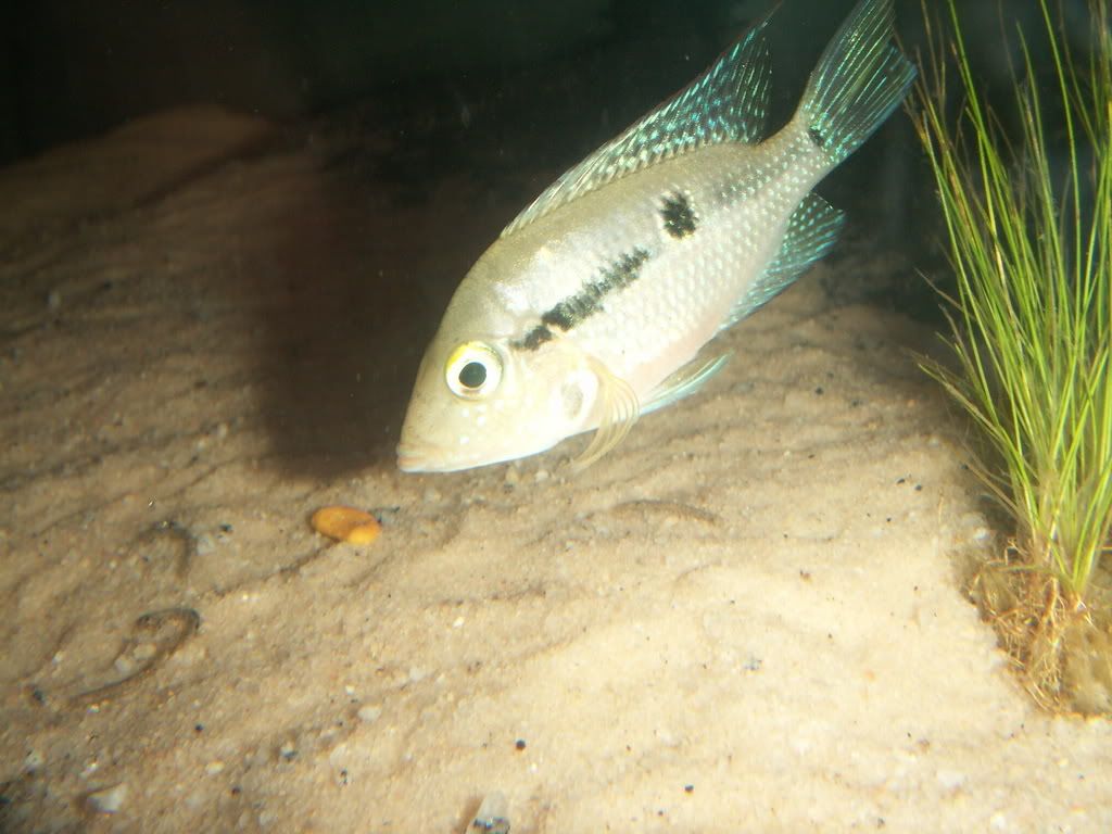 firemouth1.jpg