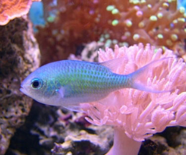 chromis_viridis3SM.jpg
