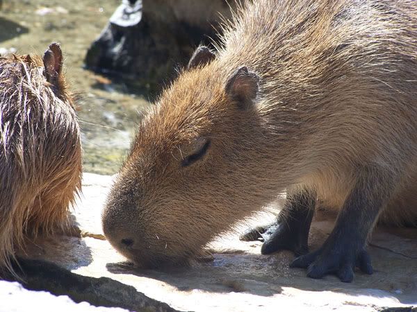 capybara.jpg