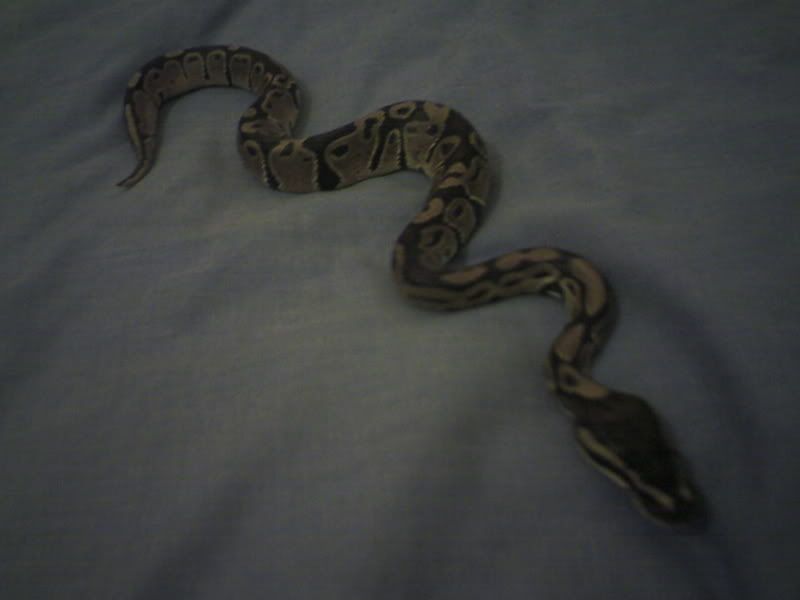 Picture0119.jpg