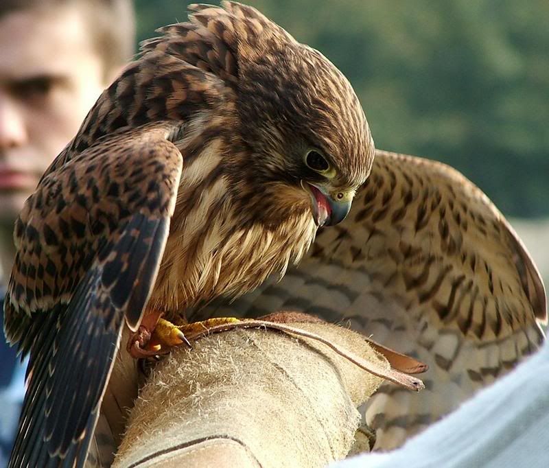 kestrel.jpg