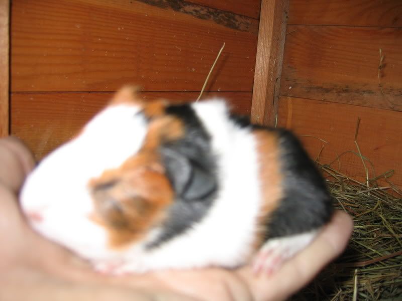 minipigs002.jpg