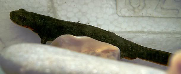 newt4.jpg