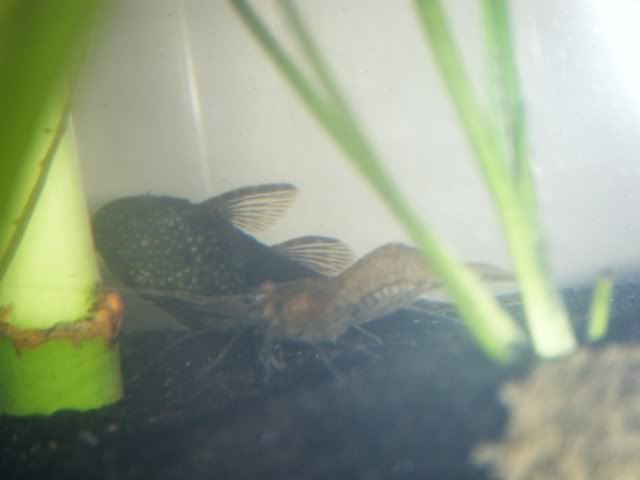 DSCF7058.jpg