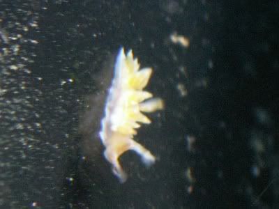 Nudi.jpg