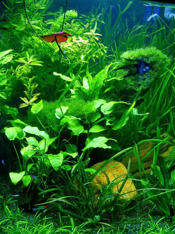 Planted26AugRtM.jpg
