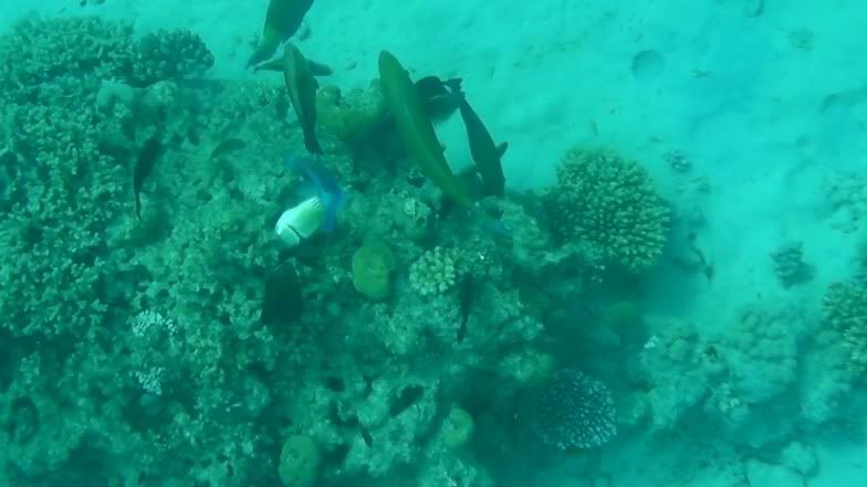 reef20.jpg